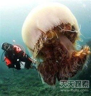 世间罕见生物曝光