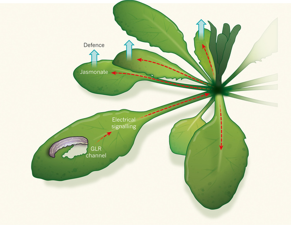 研究证实植物能用电传递受伤信号