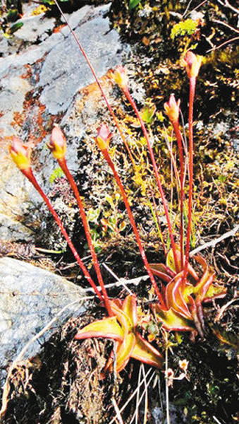 秦岭发现食肉植物“高山捕虫堇”