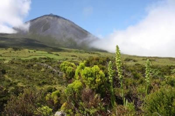 欧洲最稀有的兰花物种蝴蝶兰重现在亚速尔群岛一处火山脊上