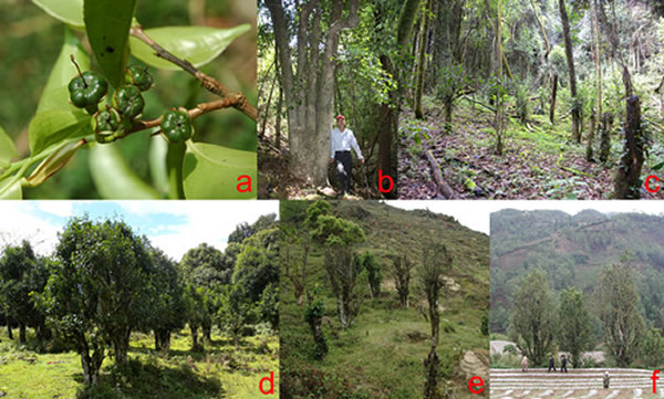 大理茶（Camellia taliensis）a. 幼果；b. 野生状态；c. 砍伐后的野生植株；d. 近期就地驯化；e. 近期异地驯化；f. 栽培