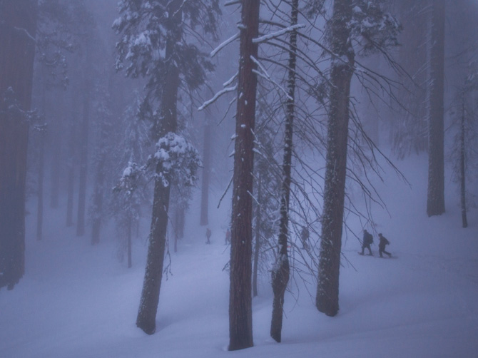 巨杉坚定地屹立在它们偏远的栖地上，承受冬雪的重量和许多其他压力。它们看尽了时代、潮流与人类的来去；我们不过是最新的一批过客罢了。