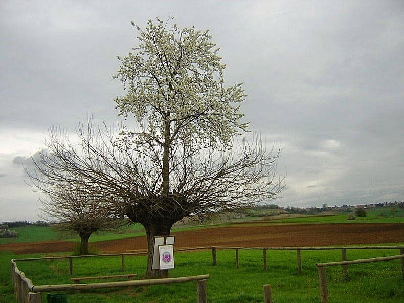 意大利小镇“双生”怪树“Bialbero de Casorzo”：樱桃树长在桑树顶部