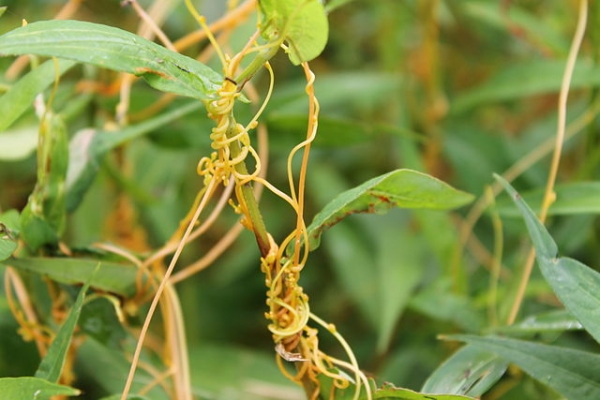 菟丝子像吸血鬼般，缠住寄主植物并吸取养分。