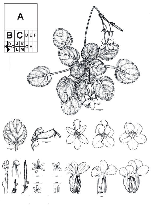 蔡氏马铃苣苔科学画