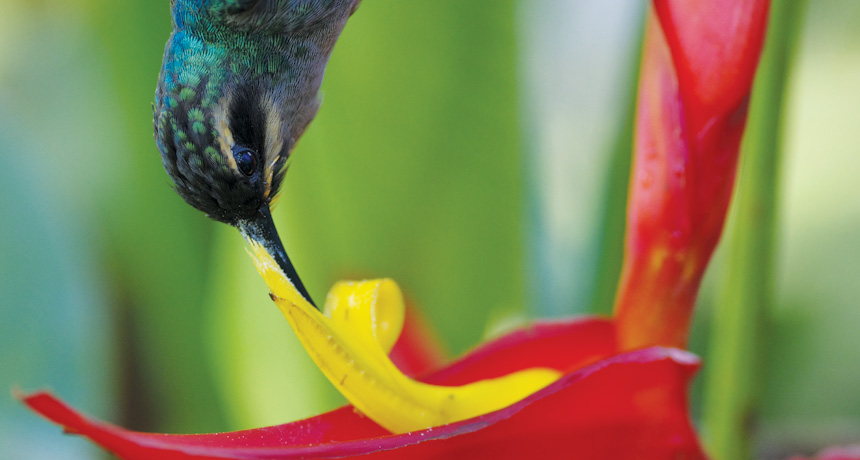 热带植物Heliconia tortuosa区别访问它的花的传粉者