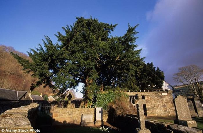 英国5000年古树“福廷欧紫杉”开始“变性”