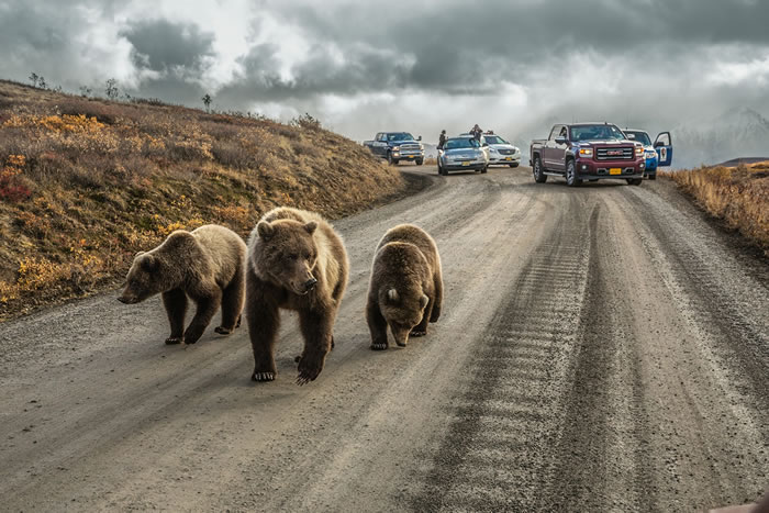 美国德纳利国家公园Denali National Park