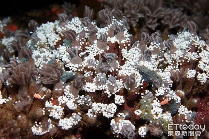 台湾绿岛美丽海底世界：珊瑚卵宝宝依附在珊瑚妈妈身上
