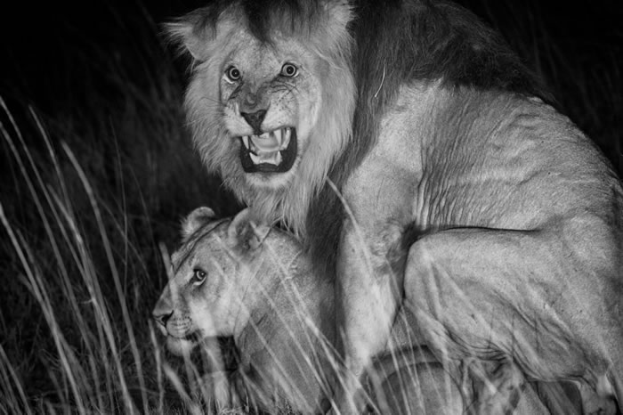 2011年，在坦尚尼亚塞伦盖提国家公园（Serengeti National Park），红外线摄影机拍到一只名为C男孩的狮子与它的配偶。 PHOTOGRAPH