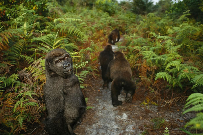 1999年，刚果共和国黑角（Pointe Noire）的庞噶黑猩猩康复中心（Tchimpounga Chimpanzee Rehabilitation Cent