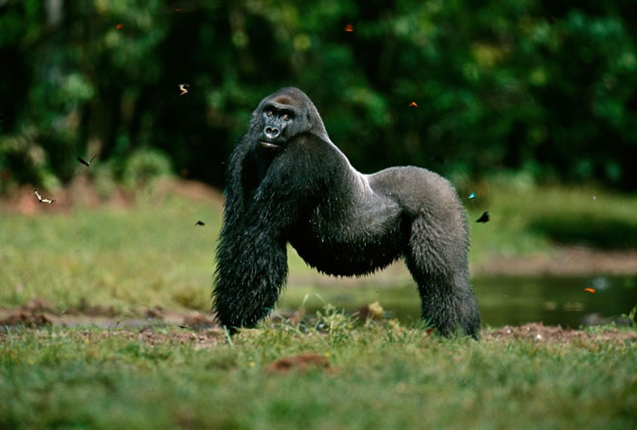 2000年，刚果共和国奥扎拉国家公园（Odzala National Park）里的西部低地大猩猩。 PHOTOGRAPH BY MICHAEL NICHOLS