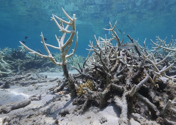 澳洲大堡礁被移出世界濒危遗产名单。