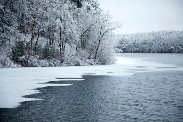 瓦尔登湖畔的树木覆上新雪。 PHOTOGRAPH BY TIM LAMAN