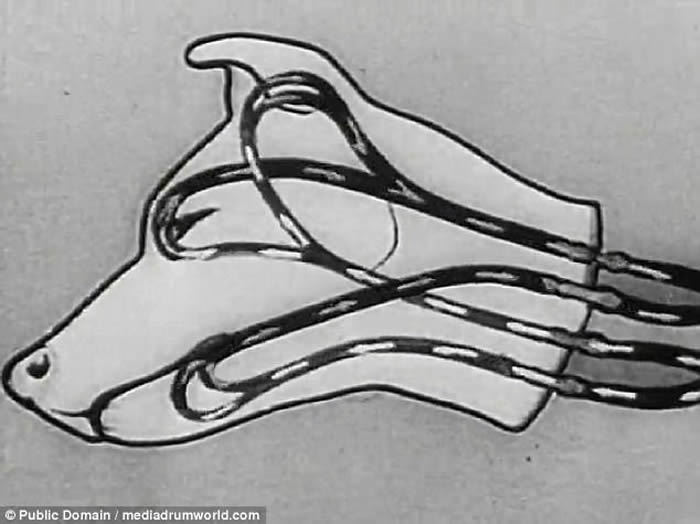 前苏联科学家动物恐怖头身分离实验：成功让断开的狗头张嘴复活数小时