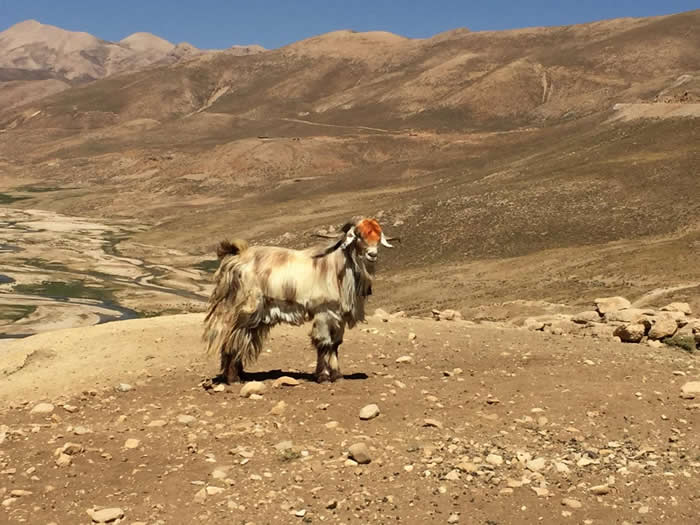 北美最早的犬类随人类一同到达新大陆 在新月沃土中对山羊的驯化过程是向四方扩散的