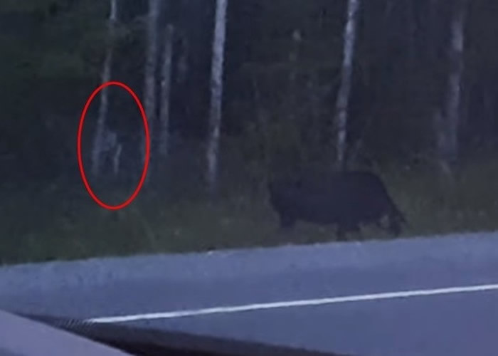 加拿大魁北克省女子驾车途经偏僻山路丛林时发现神秘白色人形怪物