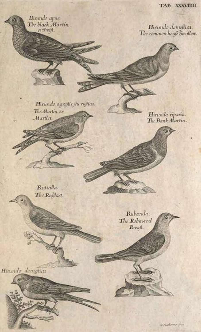 这些是威勒比的《鸟类学》一书中关于燕子、尾鸲和知更鸟的素描。 PHOTOGRAPH BY THE PICTURE ART COLLECTION, ALAMY S