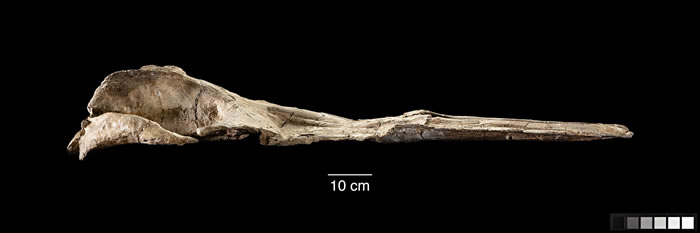 3300万年前渐新世时期的古鲸Maiabalaena nesbittae是须鲸和齿鲸的中间形态