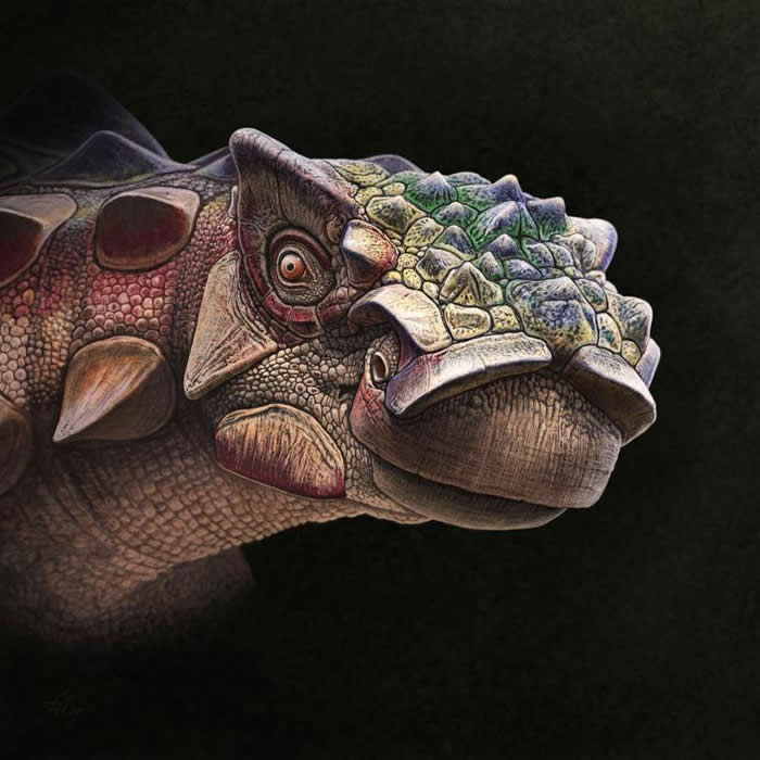 强森刺头龙- 这幅纹理精细的画像描绘2018年七月命名为强森刺头龙（Akainacephalus johnsoni）的新种甲龙，也带给我们了解这只7500万年前