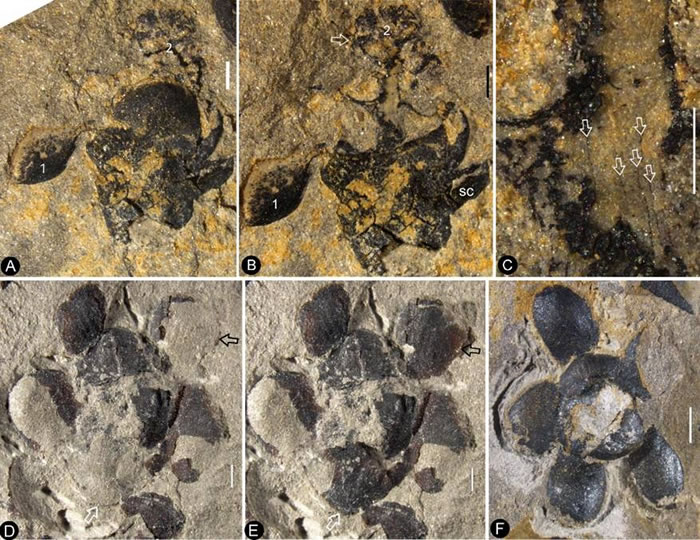 中国古生物学家发现地球上第一朵花——1.74亿年的“南京花”