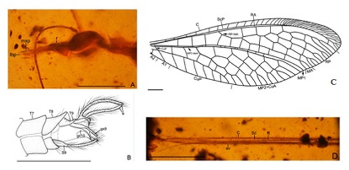 图2. 夏氏白垩线旌蛉Cretocroce xiai gen. et sp. nov., 正模, A. 头部; B. 雄性外生殖器; C. 前翅; D. 后翅基