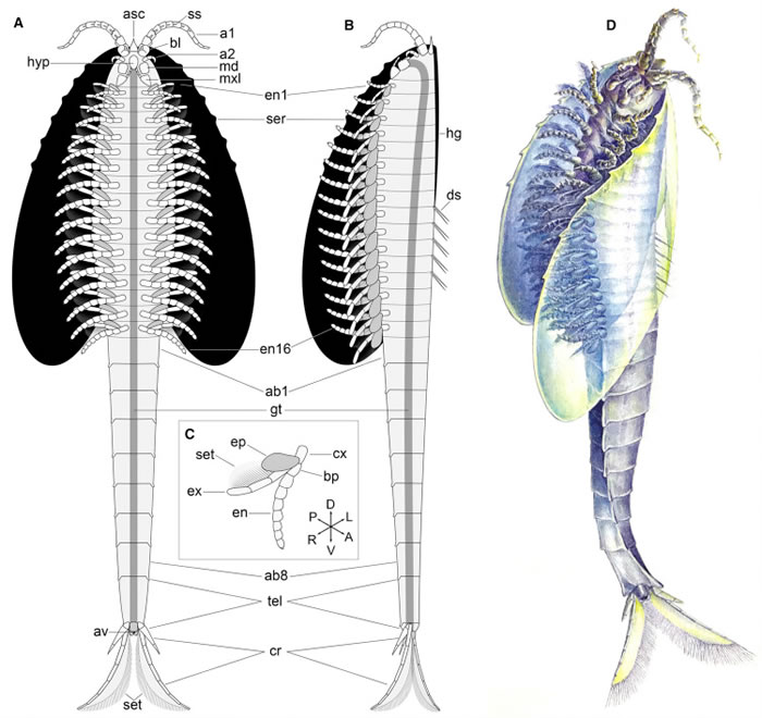 寒武纪“多节耳材村虫”化石揭示泛甲壳类动物祖先面目