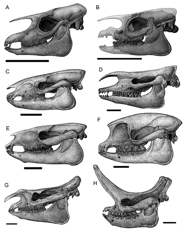 图1：内蒙古二连盆地常见奇蹄类化石：貘类 A, Lophialetes expeditus; B, Paracolodon fissus; 巨犀 C, Papp