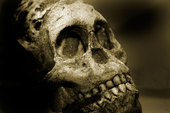 在各种人类物种历史的大部分时间里，咀嚼食物造成的牙齿磨损导致齿列与颚骨沿着齿缘对齐，例如照片中这颗尼安德特人（Neanderthal）男性的颅骨。 PHOTOG