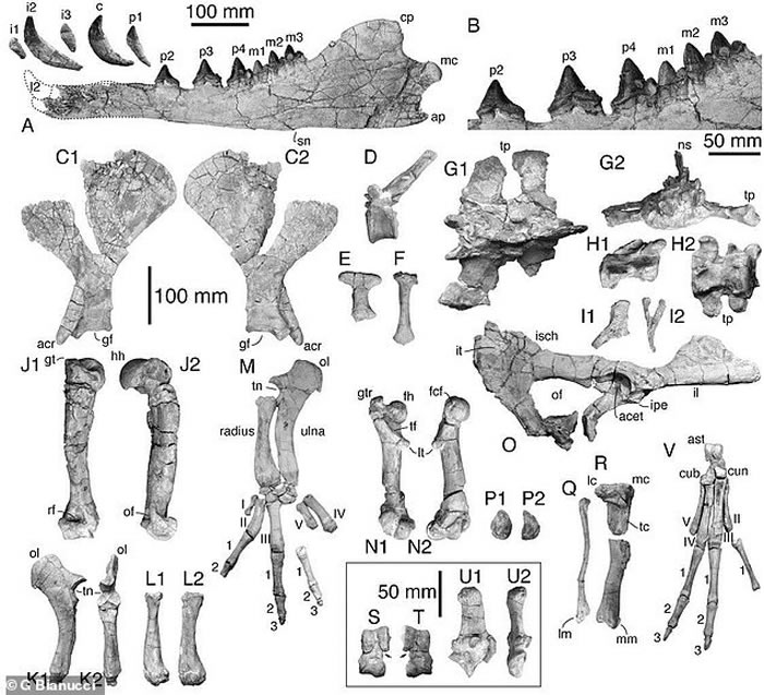 秘鲁发现的四足鲸类化石可以追溯到4300万年前