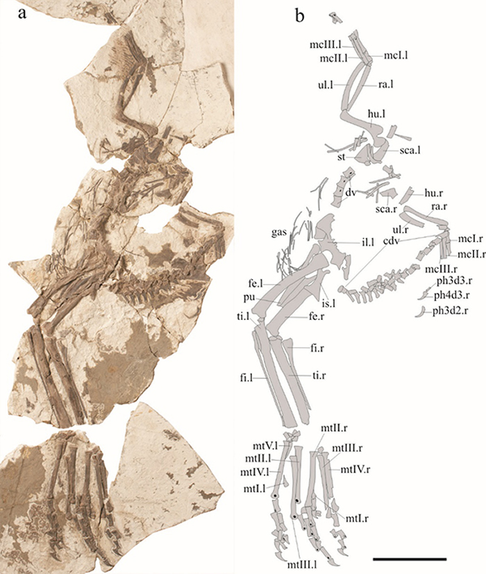 干戚刑天龙（Xingtianosaurus ganqi）正型标本及线条图。比例尺10 cm。（裘锐供图）