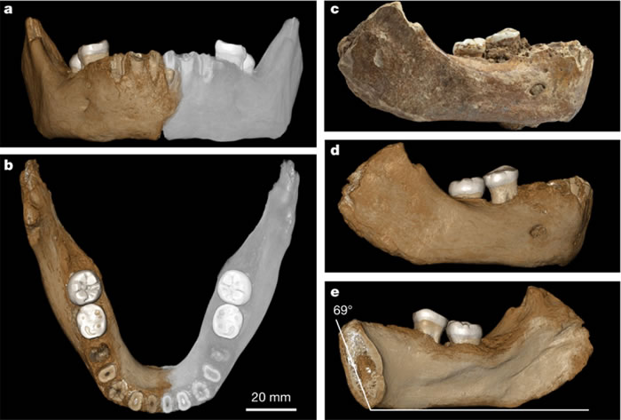 夏河人下颌骨化石照片及三维重建的模型照片（灰色为虚拟重建的镜像部分）