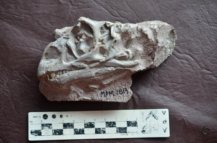 科学家握有鼠龙的个体发展系列化石（ontogenetic series），这是指一整组几近完整并描绘出恐龙生命三阶段的化石，照片中这枚幼兽的头骨也包含在其中。
