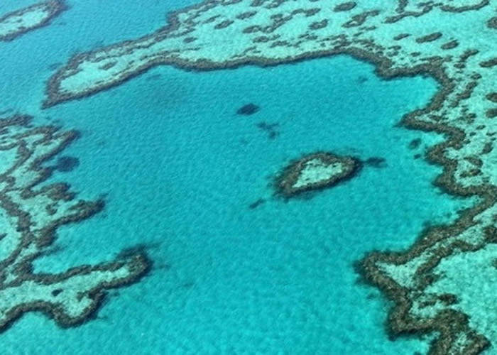 澳洲大堡礁曾有近一半珊瑚出现白化。