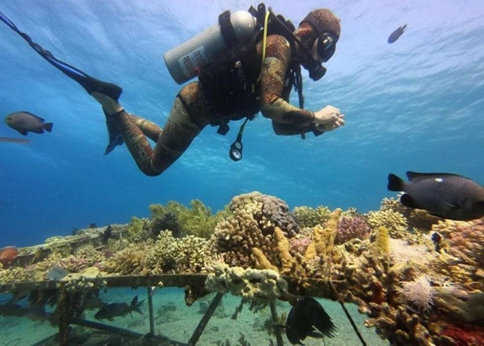 珊瑚死亡速度可能预计更快。