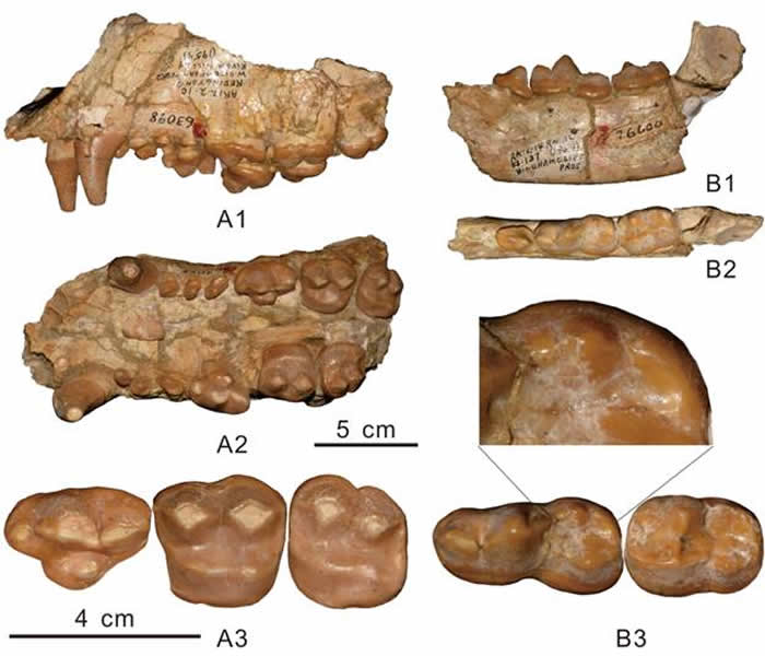 亨氏郊熊Agriotherium hendeyi sp.nov.化石（江左其杲 供图）