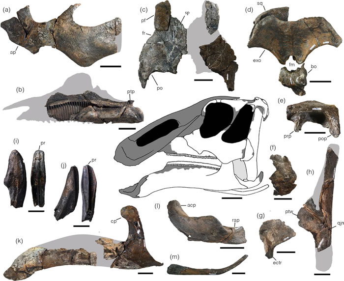 日本北海道Hakobuchi地层海相沉积中发现晚白垩世鸭嘴龙新属种Kamuysaurus japonicus