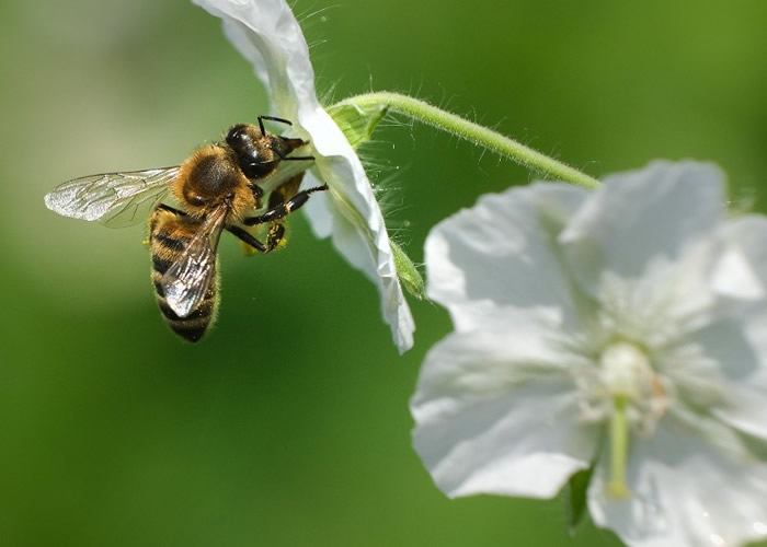 巴西数个月逾5亿只蜜蜂死亡 杀虫剂致命或引发粮食危机