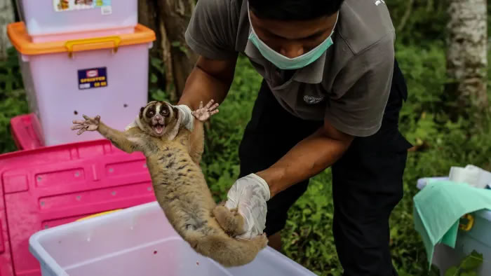 全球野生动植物交易量远高于先前的估计