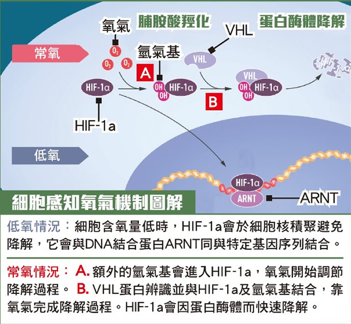 表扬他们对细胞如何感知及适应氧气供应研究的贡献，并赞扬研究对治疗贫血、癌症等疾病有关键作用。