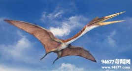 人类已知最大的飞行动物，风神翼龙翼展11米吃霸王龙