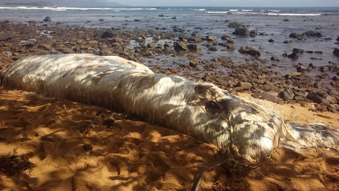 菲律宾海滩上的神秘毛怪 迪纳加特群岛发现不明海洋生物尸体