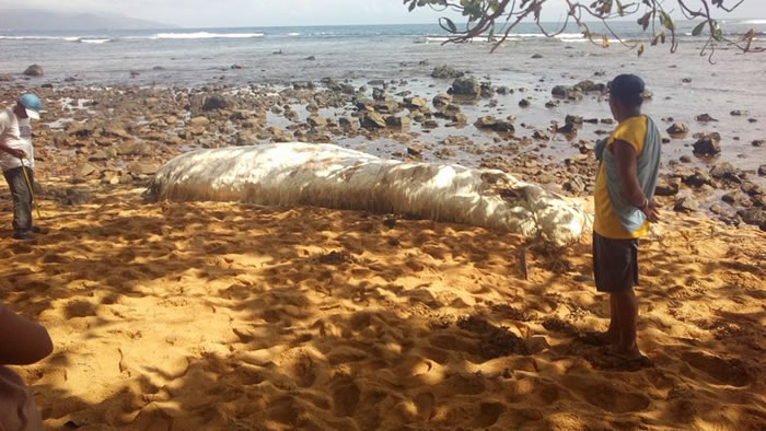 菲律宾海滩上的神秘毛怪 迪纳加特群岛发现不明海洋生物尸体