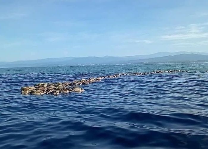 墨西哥南部海岸惊见300只身体被废弃渔网困住濒临灭绝的丽龟尸体