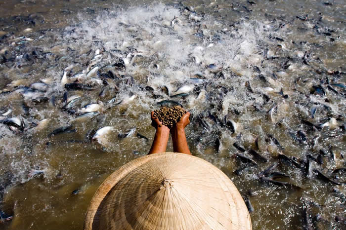 在越南龙川市 （Long Xuyen）一家鲶鱼养殖场的喂食时间，数千条低眼巨鲶（Pangasius hypophthalmus, 又名低眼无齿«
