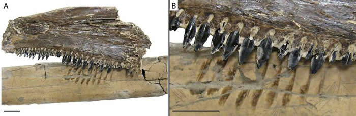 无齿翼龙的骨骸和古代硬骨鱼Saurodon leanus的下颚化石摆在一起。 PHOTOGRAPH BY DANA EHRET, PALAIOS