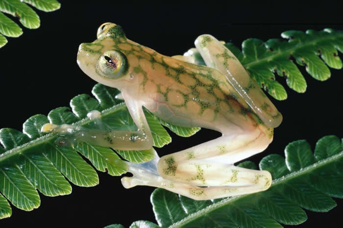 哥斯大黎加蒙泰维尔德云森林保护区（Monteverde Cloud Forest Reserve）里的一片蕨叶上，停着一只看似细致娇弱的网纹玻璃蛙（reticu