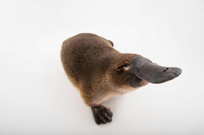 鸭嘴兽会在颊囊中装进石砾。 PHOTOGRAPH BY JOEL SARTORE, NATIONAL GEOGRAPHIC PHOTO ARK