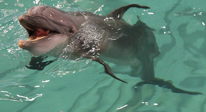 《海洋生物学》：亚得里亚海北部宽吻海豚的捕食分配策略