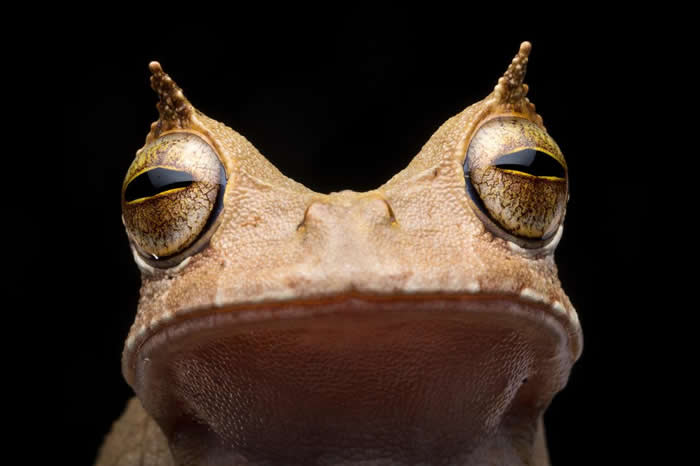 自2005年起，角囊蛙就未在厄瓜多被人发现，直到2018年为止。它的角状「眉毛」，以及利用身上的囊携带蛙卵使后代跳过蝌蚪阶段的能力，都让它十分不寻常。 PHOT